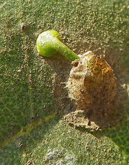 Viscum rotundifolium