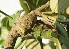 Viscum rotundifolium