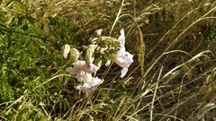 Podranea ricasoliana