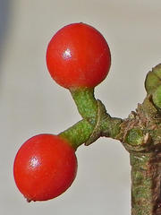 Viscum rotundifolium