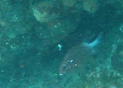Sargocentron caudimaculatum