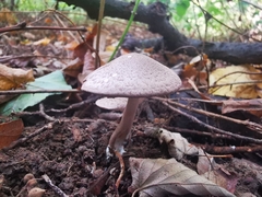 Coprinopsis melanthina