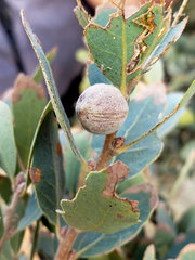 Disholcaspis simulata