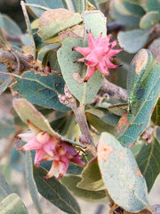 Cynips quercusechinus