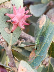 Cynips quercusechinus