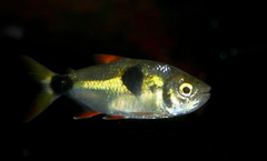 Bucktoothed Tetra photo 1
