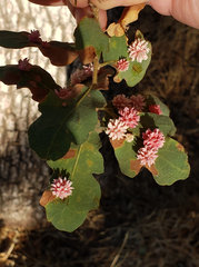 Cynips quercusechinus