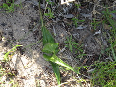 Colchicum eucomoides