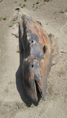 Peponocephala electra
