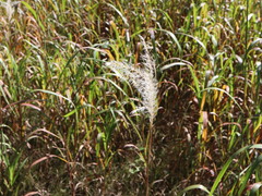 Miscanthus sacchariflorus