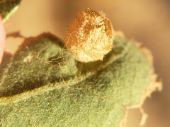 Andricus atrimentus