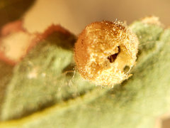Andricus atrimentus
