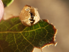 Andricus atrimentus