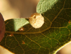Andricus atrimentus