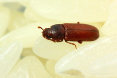 Tribolium castaneum