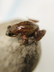 Microbatrachella capensis