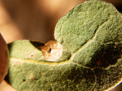 Andricus atrimentus