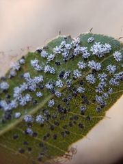 Aleuroplatus coronata