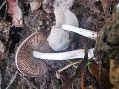 Coprinopsis melanthina