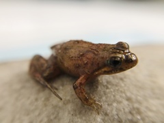 Microbatrachella capensis