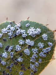 Aleuroplatus coronata