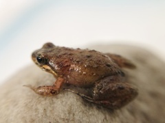 Microbatrachella capensis