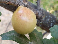 Andricus quercuscalifornicus