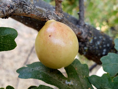 Andricus quercuscalifornicus
