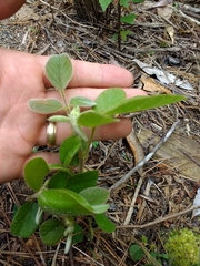 Desmodium rotundifolium