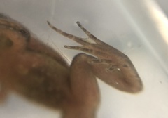 Microbatrachella capensis
