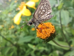Dardarina dardaris