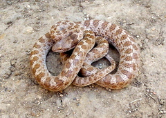 Hypsiglena chlorophaea