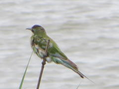 Merops persicus persicus