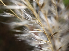 Miscanthus sacchariflorus