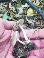 Coprinopsis melanthina