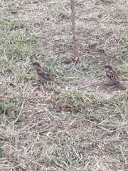 Passer domesticus