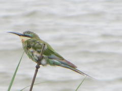 Merops persicus persicus