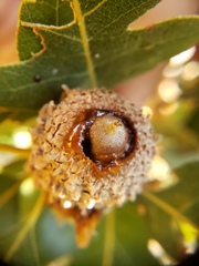 Lonsdalea quercina