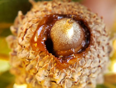 Lonsdalea quercina