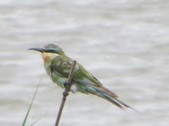 Merops persicus persicus