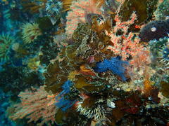 Exallosorus harveyanus