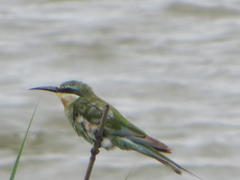 Merops persicus persicus