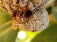 Lonsdalea quercina