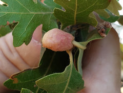 Cynips conspicuus