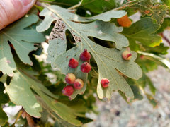 Andricus kingi
