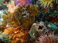 Exallosorus harveyanus