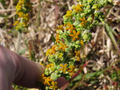 Manulea tomentosa