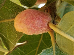 Cynips conspicuus