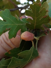 Cynips conspicuus