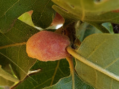 Cynips conspicuus